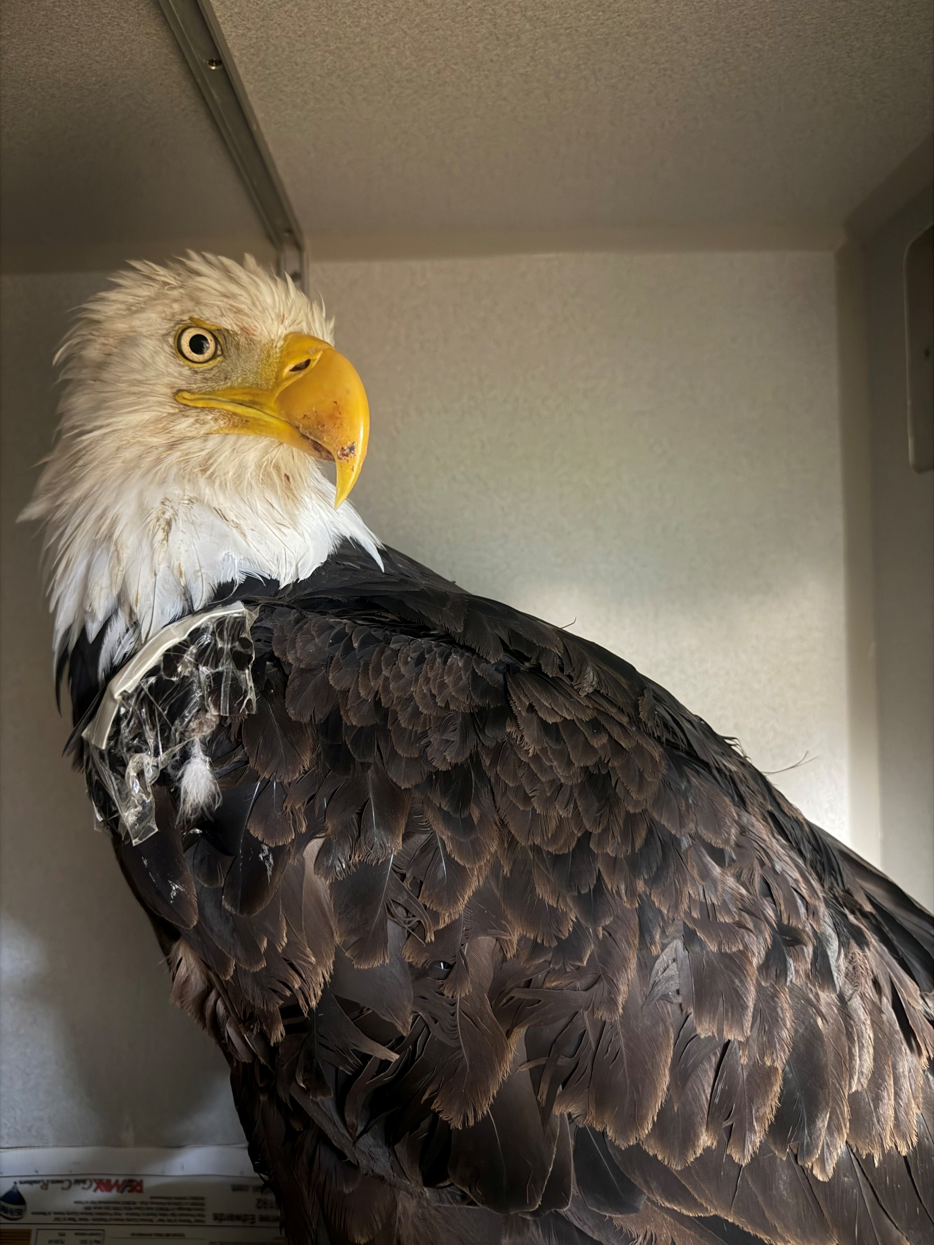 Jackie the bald eagle in a medical enclosure during her care