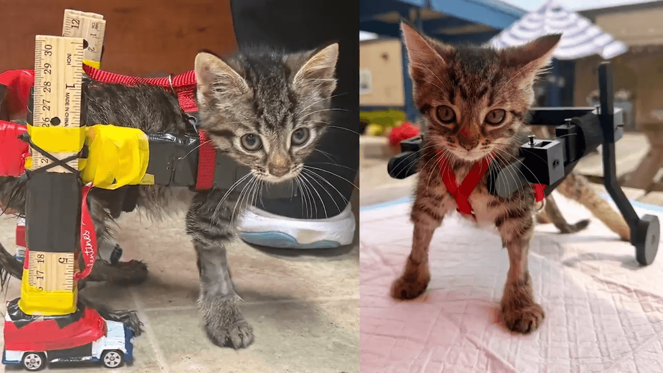 Gelato the kitten with his original homemade wheelchair and its replacement