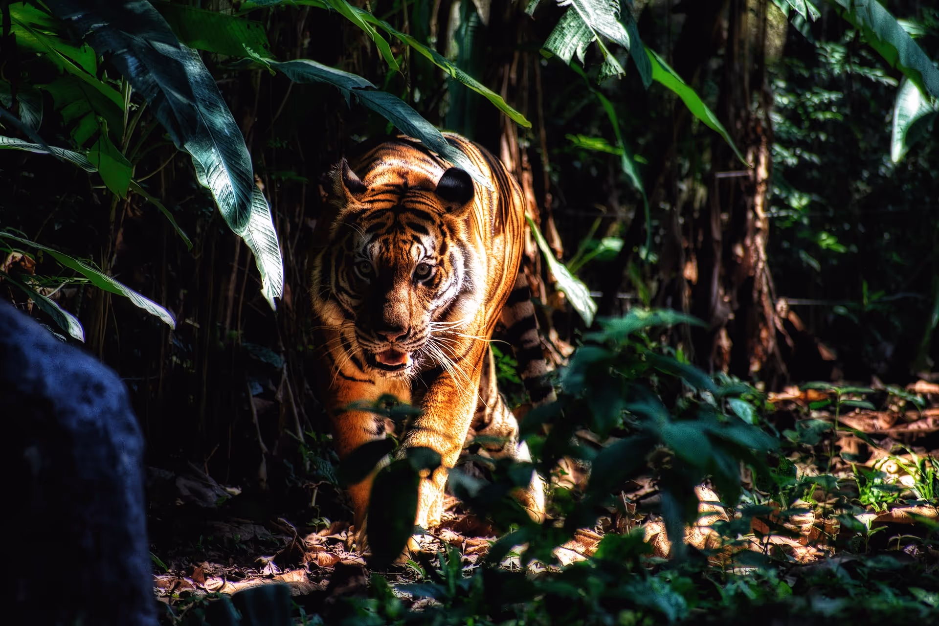 Tiger stalking prey in the forest