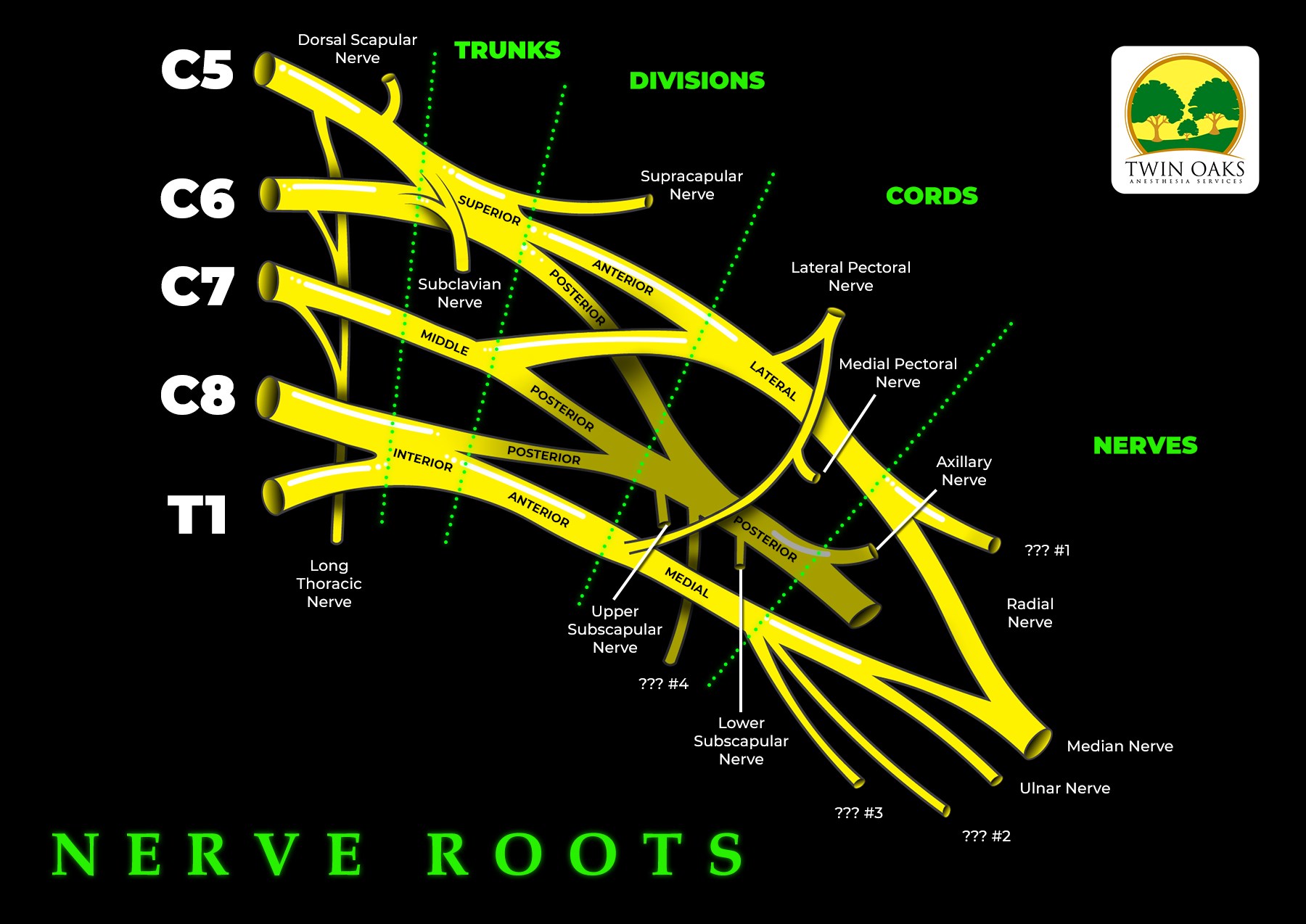 Image of Nerve Root labeling