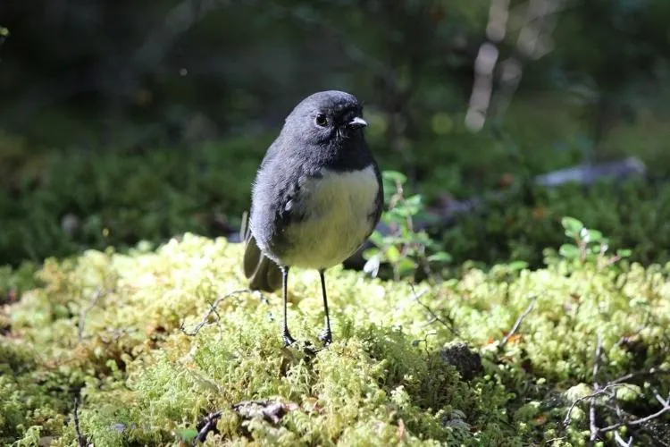 Small dark gray and white bird standing on green moss in dappled sunlight.