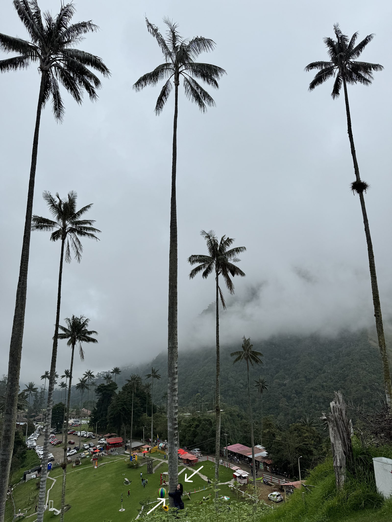 A photo of the tallest palm trees from the Salento region in Colombia