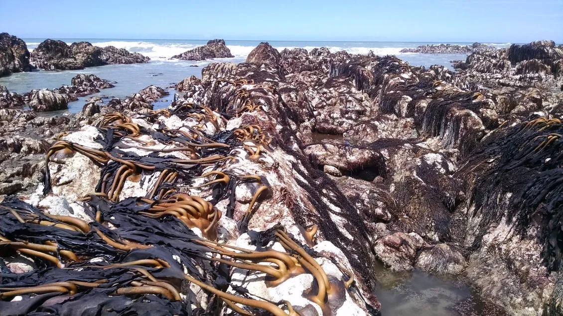 Seaweek | Science Learning Hub