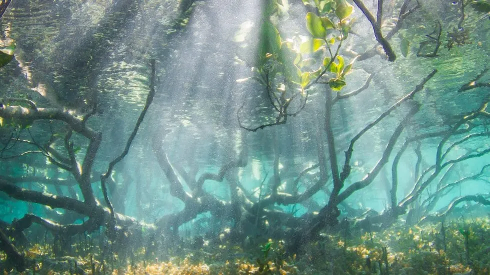 Virtual Marine Resources