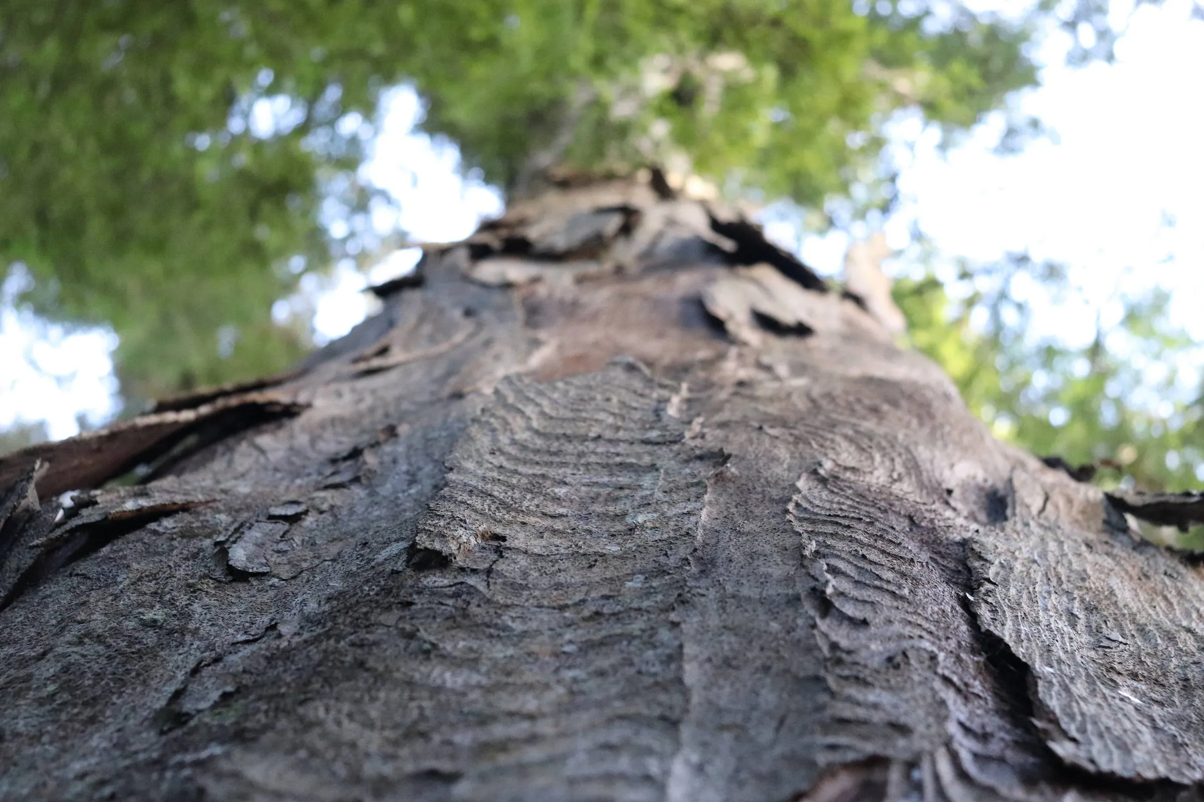 Climate Change and Mātauranga Māori