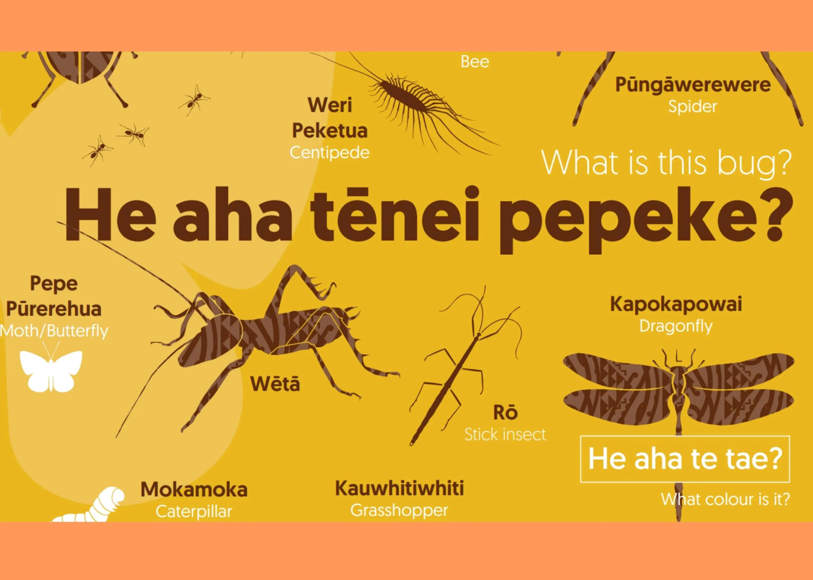 He aha tēnei Pepeke?