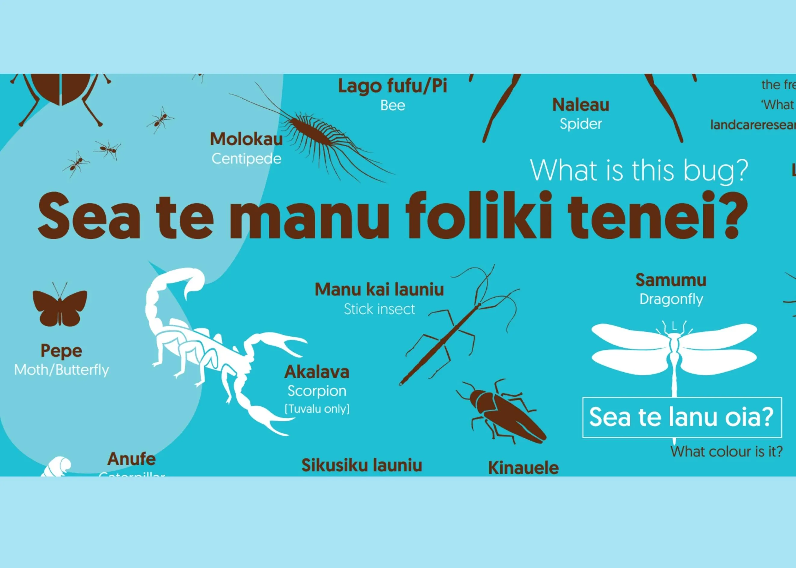 Sea te manu foliki tenei?