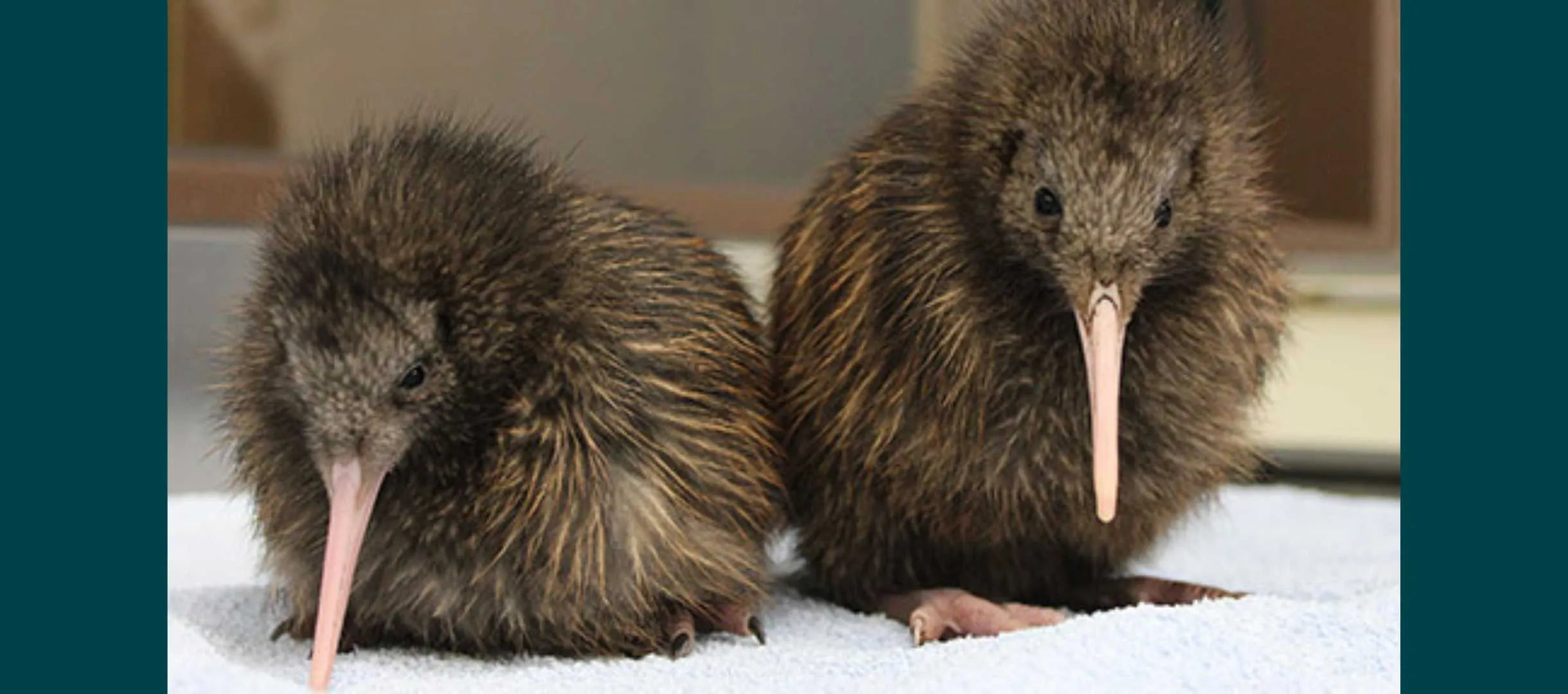 Save the Kiwi 
