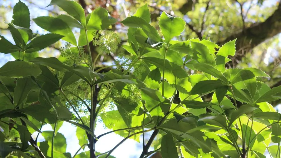 Ngā Rākau | Trees bilingual unit
