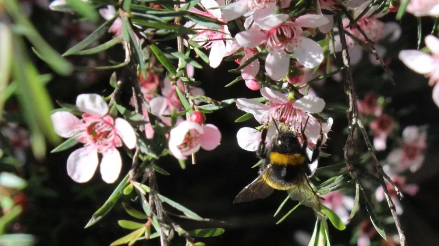 Enhancing Biodiversity in your Green Space