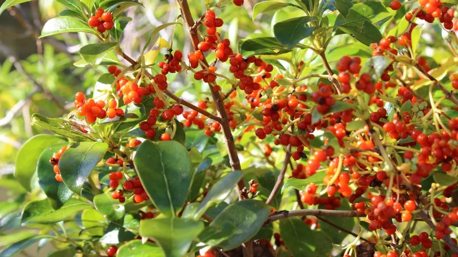 Experiencing Native Trees in your Green Space