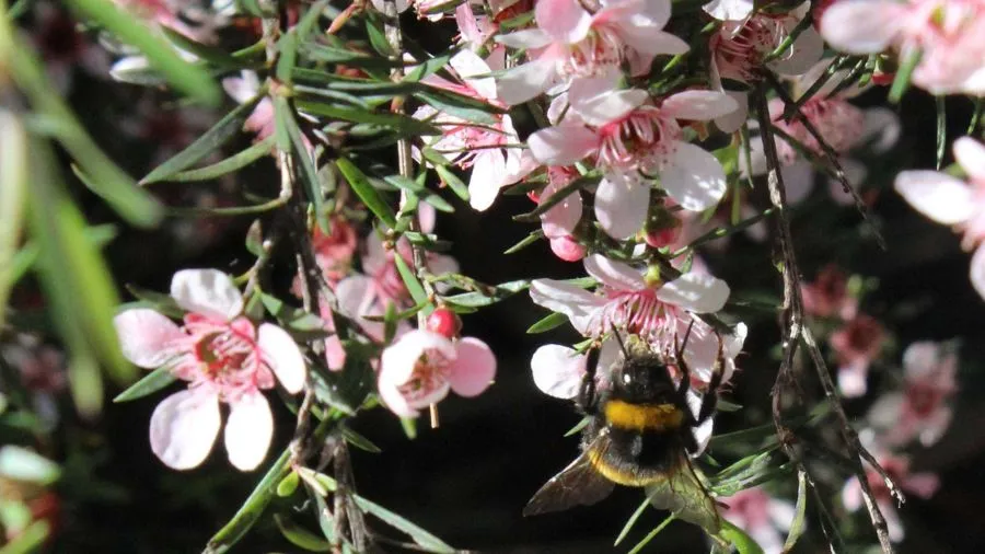 Notice Three Good Things in Nature