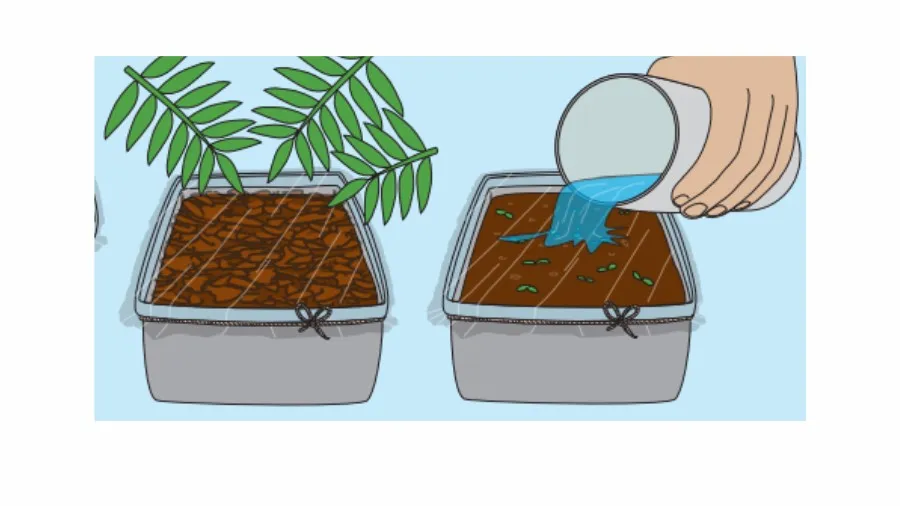 Grow a Leaf Litter Garden