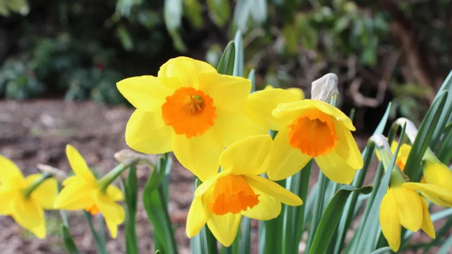 Term Four 2023: Seasonal Learning and Events 