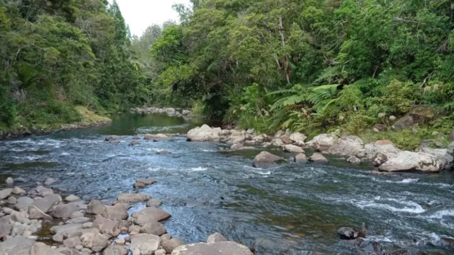 Waipoua Awa Restoration
