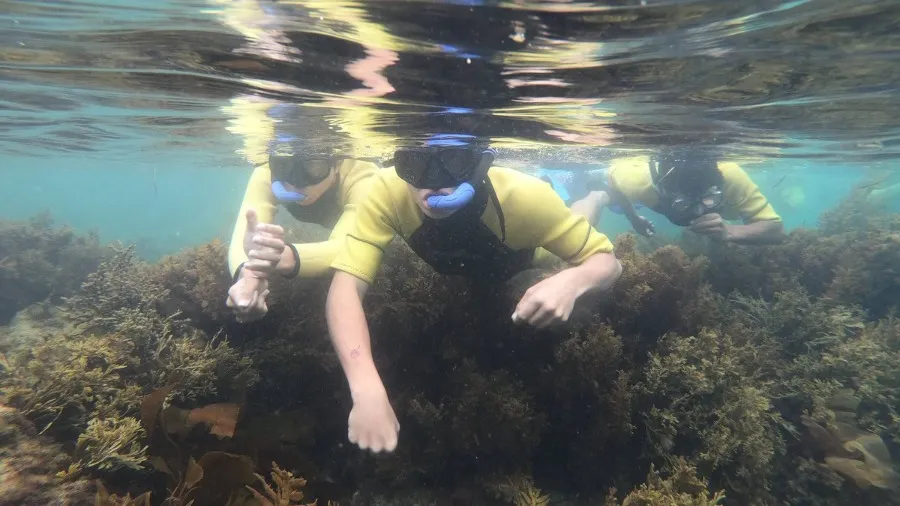 Moana | Marine Resources for Seaweek 