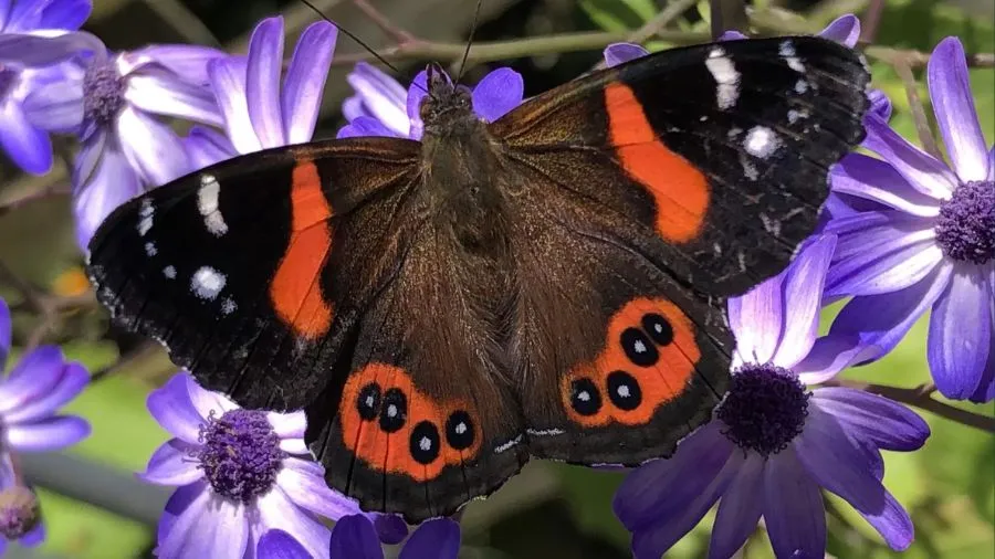 Moths & Butterflies of NZ