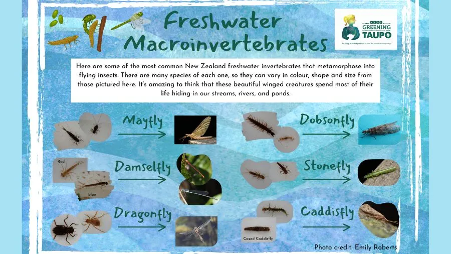 River Ecosystems & Freshwater Macroinvertebrates