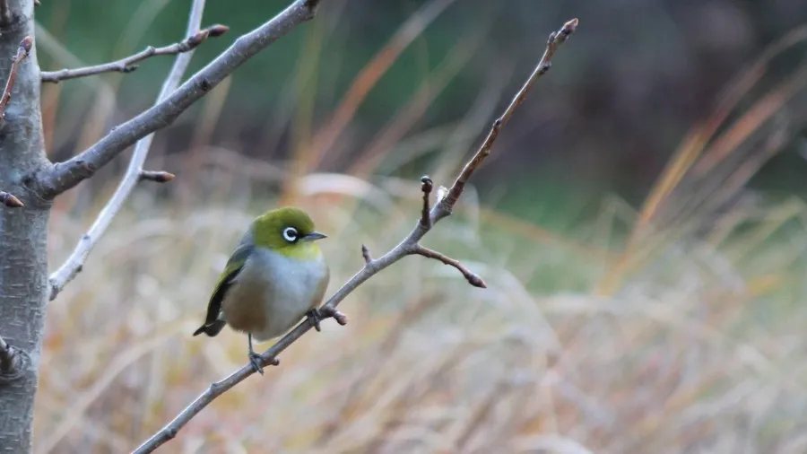 Term Three 2024: Seasonal Learning and Events