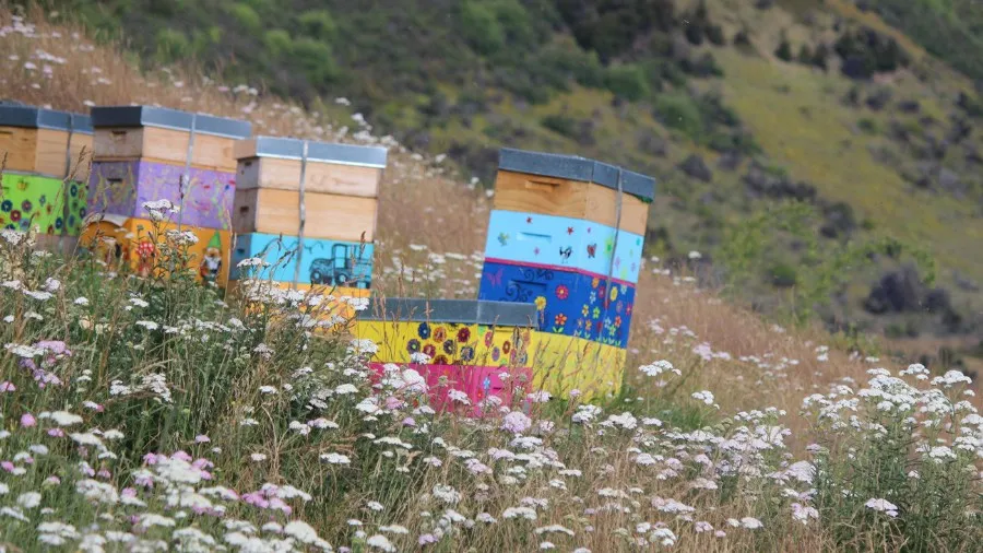 Term Three 2024: New Resources, Stories & PLD  