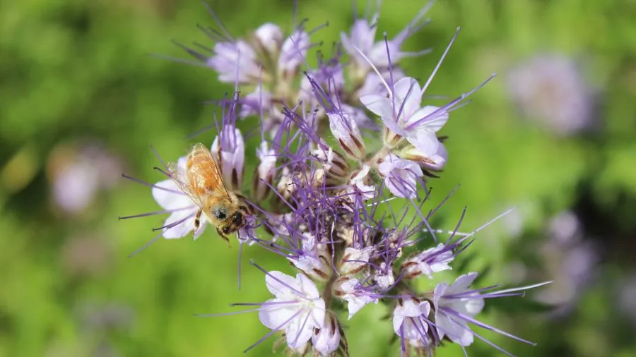 Curriculum News #7 Sept English feedback