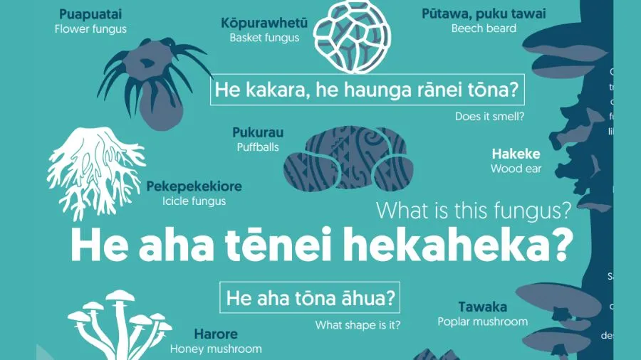 He aha tēnei hekaheka | What is this fungus?