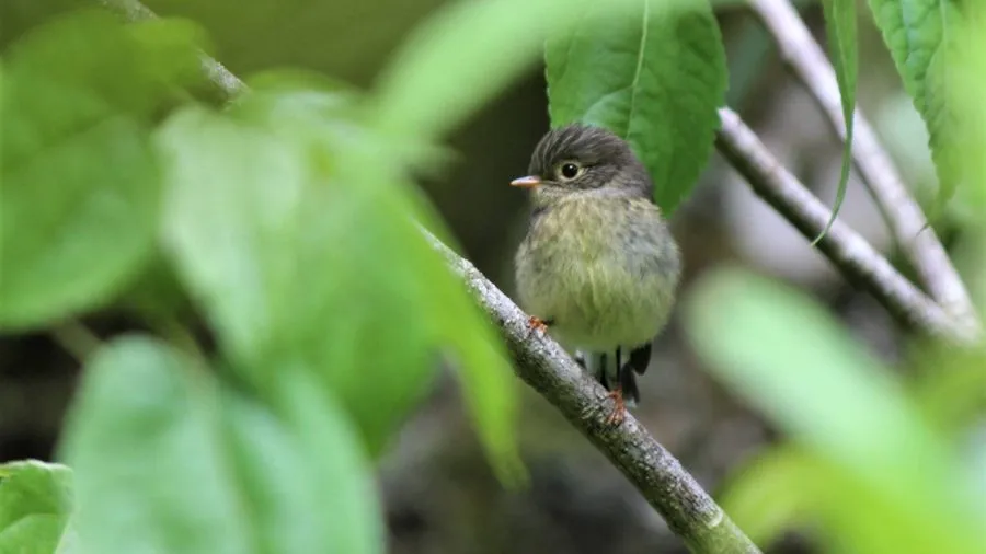 Connecting to Place, Mātauranga Māori and Histories