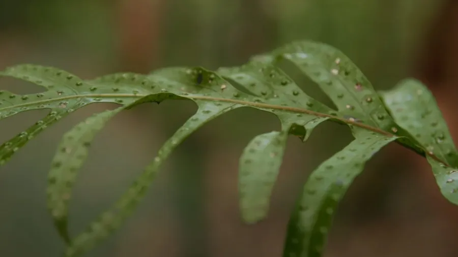 Rongoā Māori: Healing People and Place