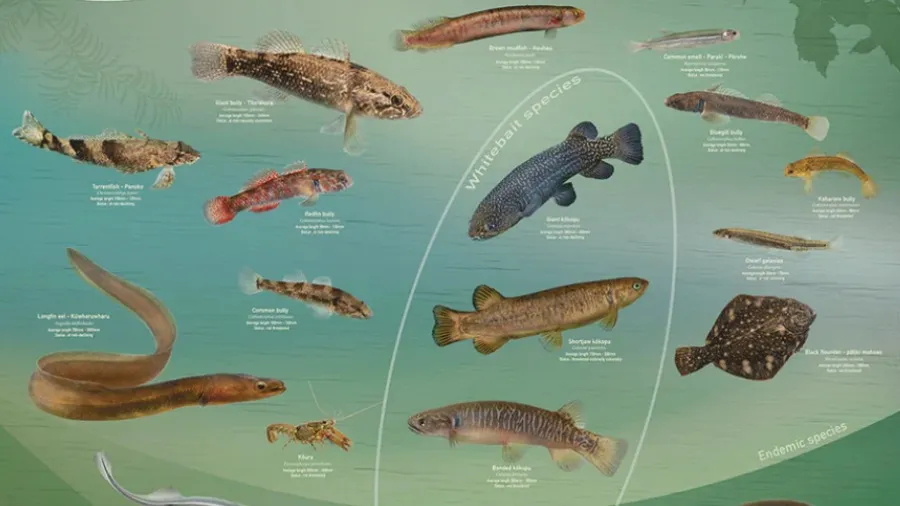 Freshwater Life of Aotearoa