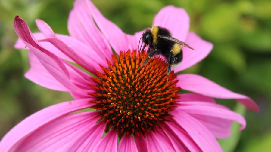 Term One 2025: New Resources, Stories & PLD   