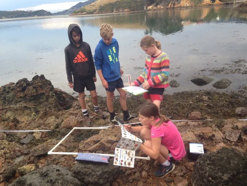 students using the ID guides on the rocky shore