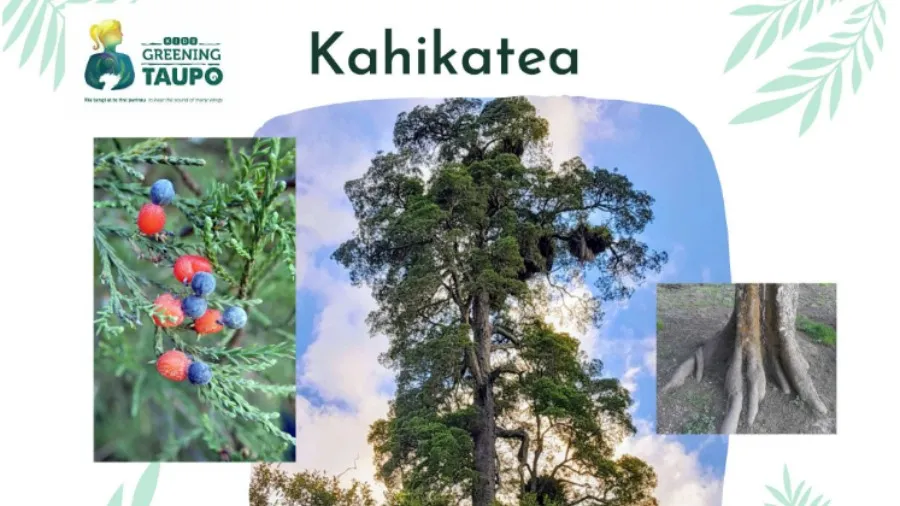 Native Plant Fact Cards