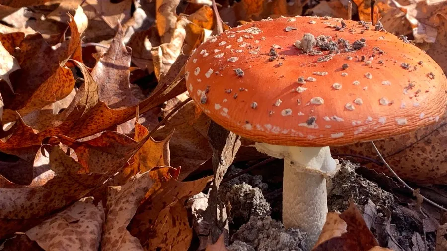 Term Two 2025: New Resources, Stories & PLD  