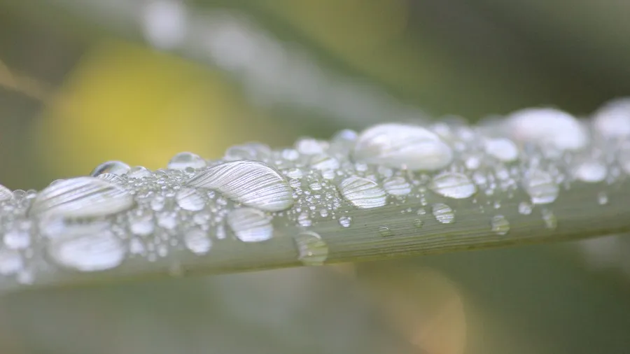 Term Three 2025: Seasonal Learning and Events