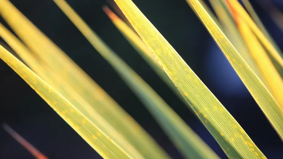 Term Three 2025: New Resources, Stories & PLD