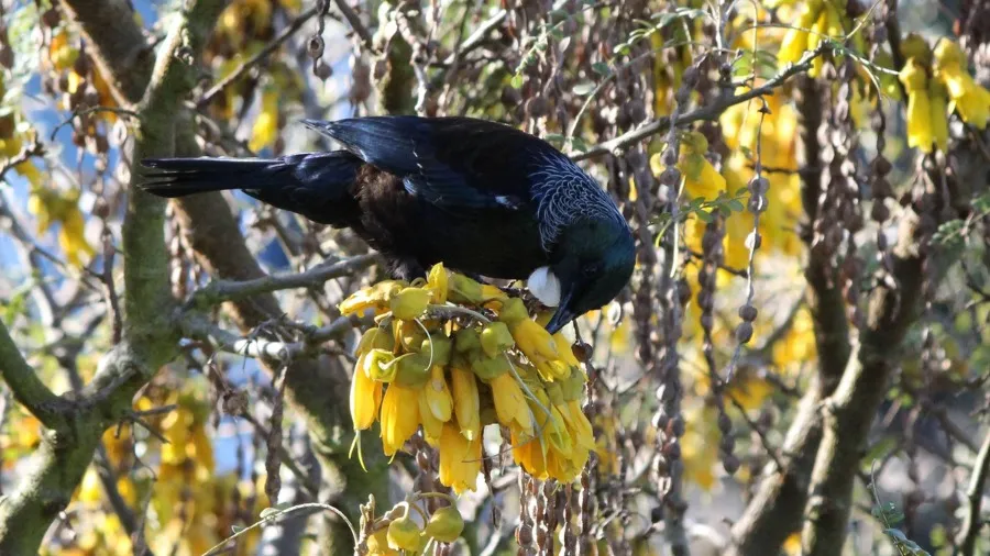 Kōanga | Spring Inspiration