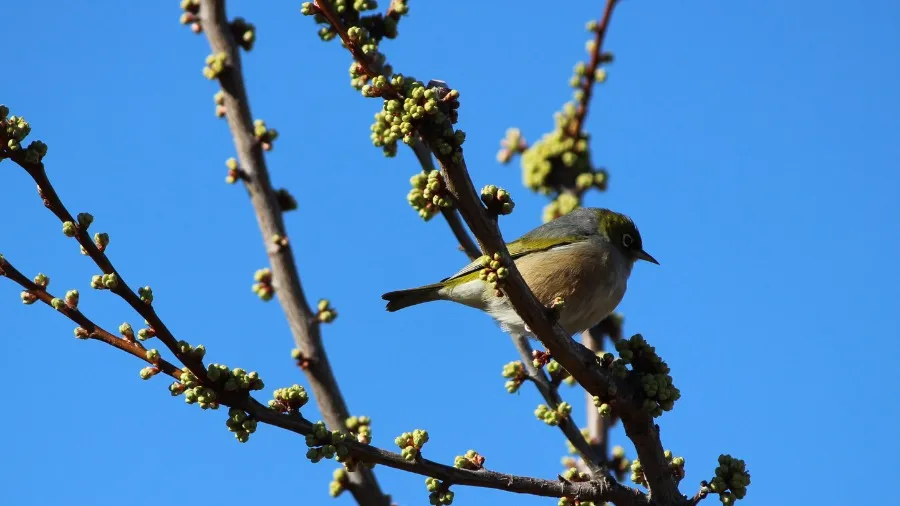 Term Four 2025: Seasonal Learning and Events 