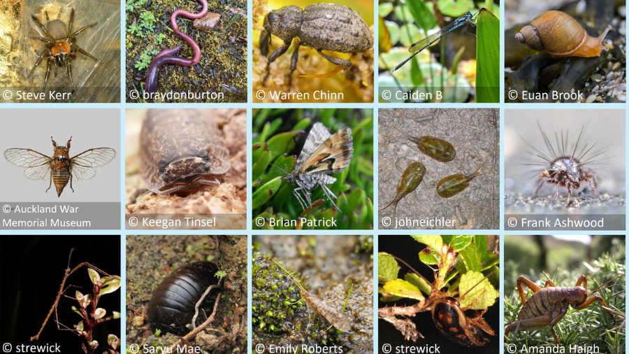 NZ Bug of the Year Resources