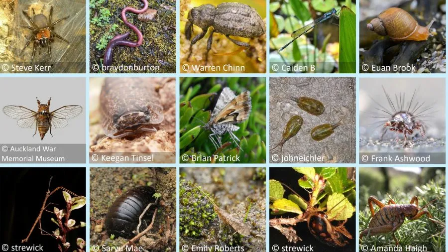 NZ Bug of the Year Resources