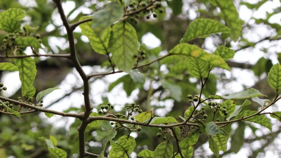 Guidance for Draft Te Mātaiaho Consultation