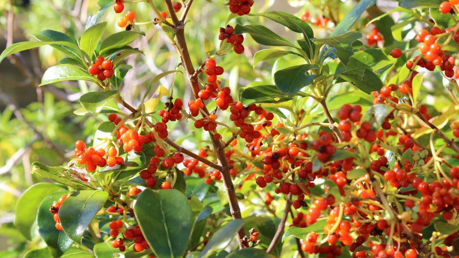 Term Two 2026: Seasonal Learning and Events  