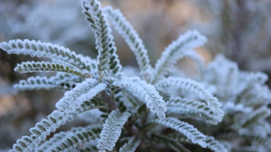 Term Three 2026: Seasonal Learning and Events