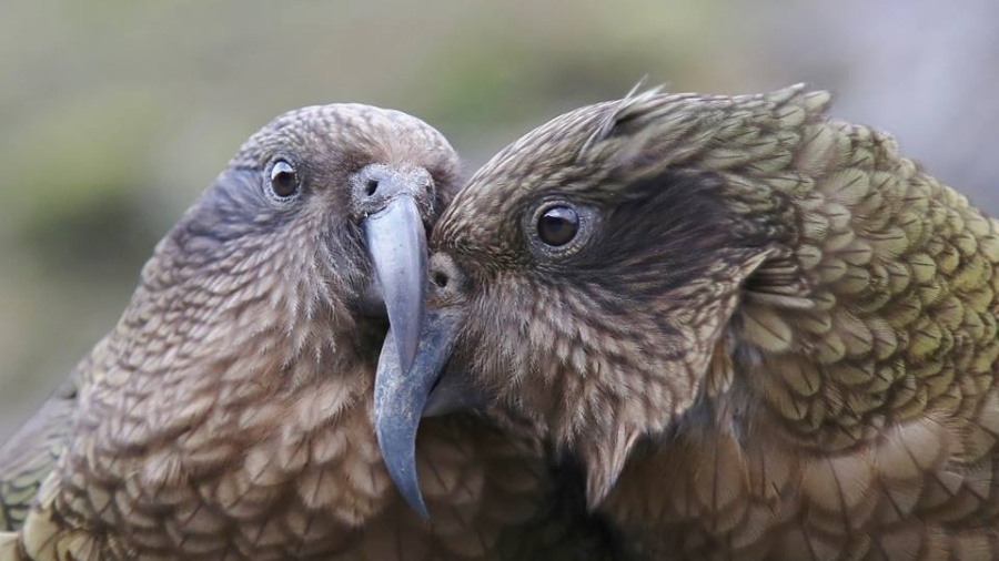 Kea Toolkit