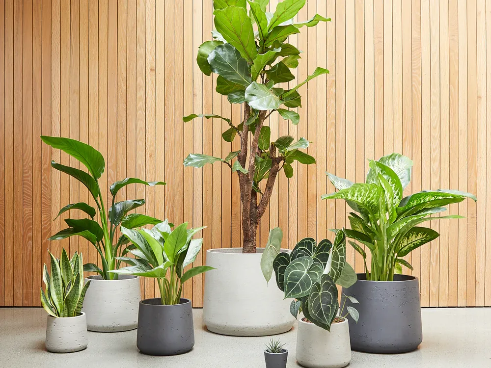Potted office plants in grey planters