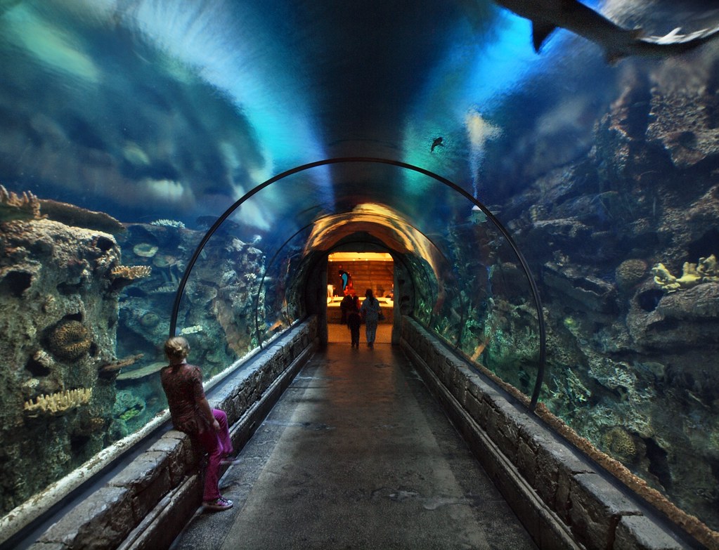 Shark reef aquarium