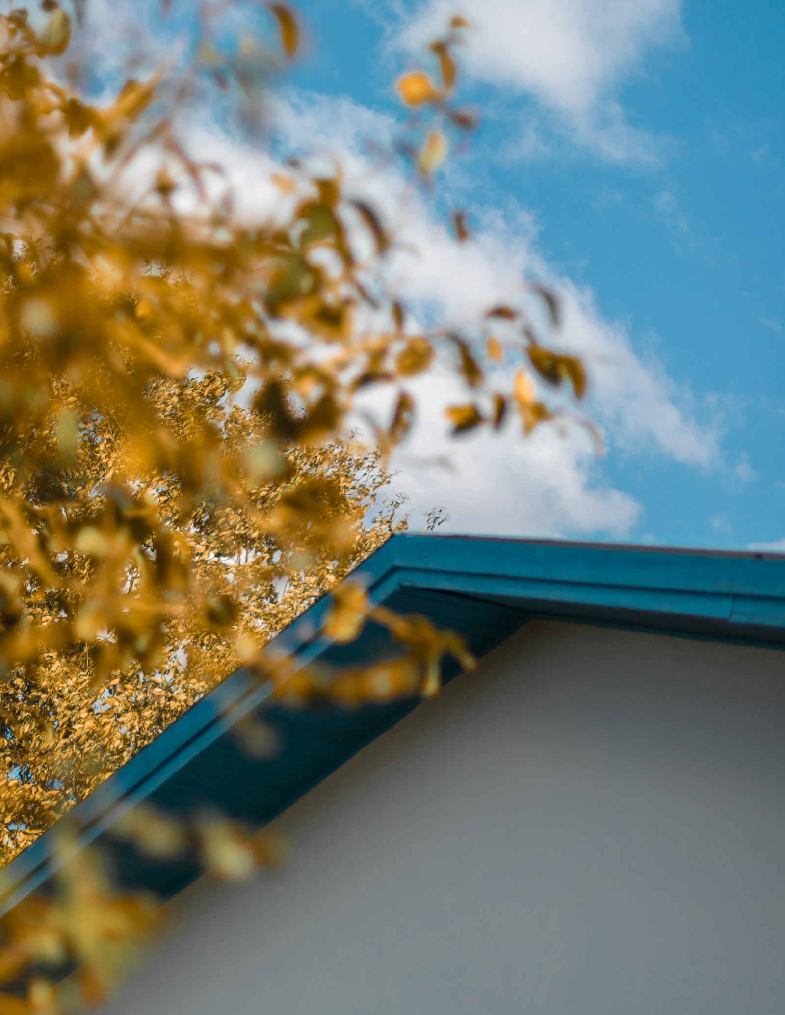 House with autumn tree before winter