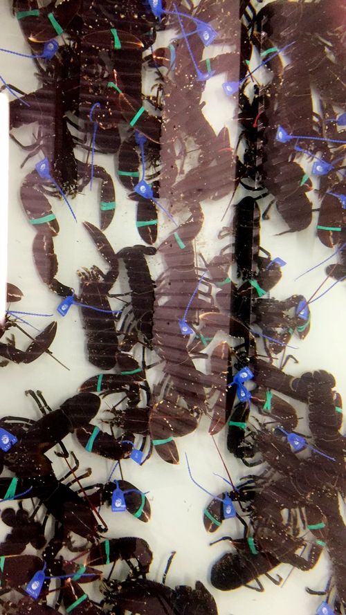 SIRKULÆRE 12 - 2023 Nye minstepriser hummer