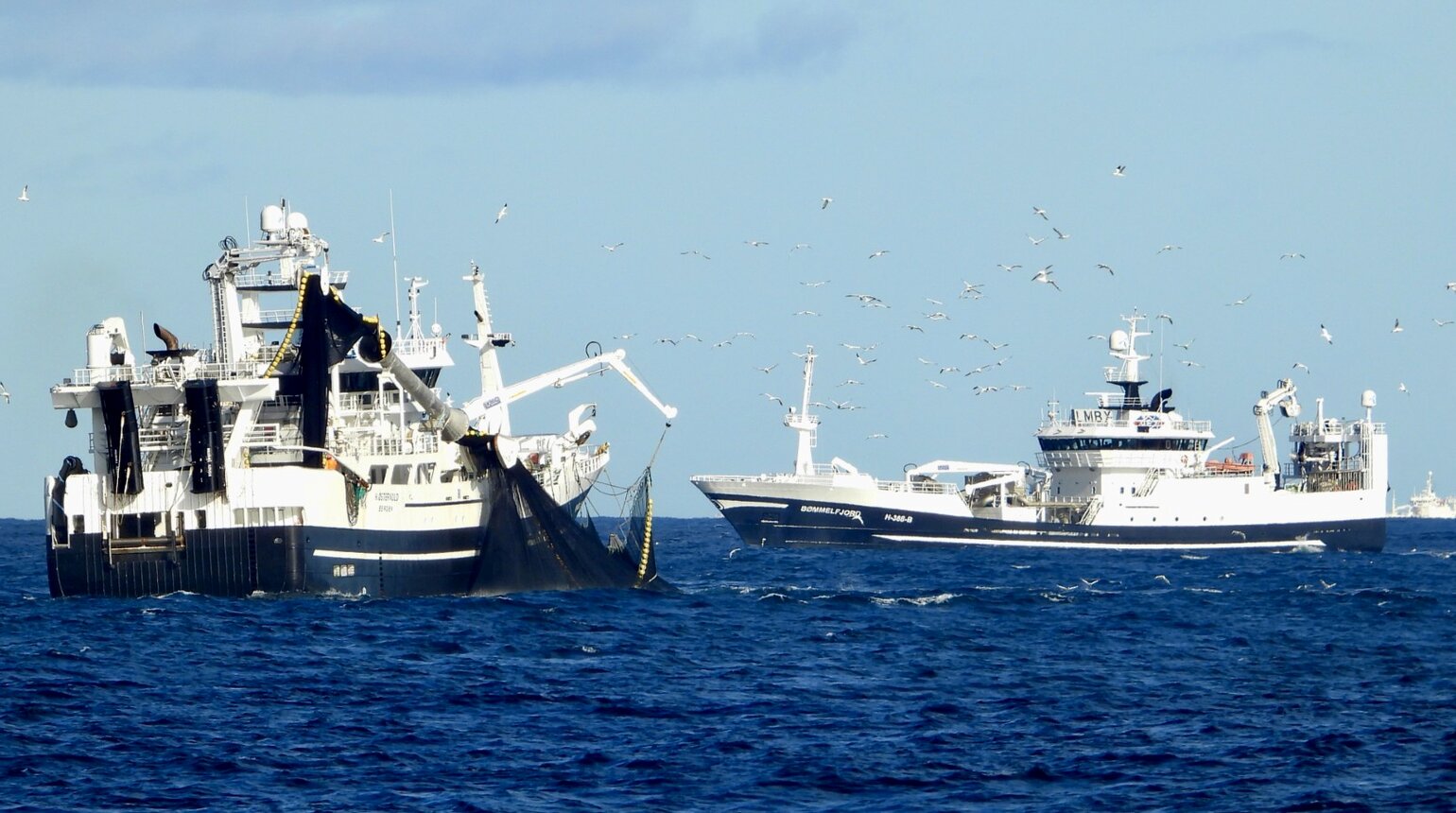 Oppdatert webinar: Nye krav til fangstsertifikater ved eksport til EU