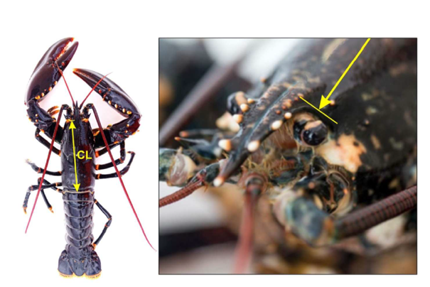 Ny metode for måling av hummer