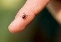 TICKS BAD IN KENTUCKY